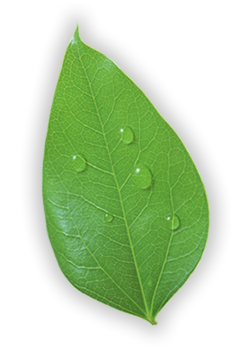 leaf-clean-1 https://fun4fitness.com/wp-content/uploads/2016/10/leaf-clean-1.png