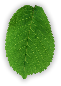 leaf-clean-2 https://fun4fitness.com/wp-content/uploads/2016/10/leaf-clean-2.png
