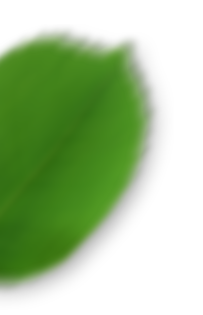 leaf-left https://fun4fitness.com/wp-content/uploads/2016/10/leaf-left.png
