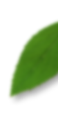 leaf-right https://fun4fitness.com/wp-content/uploads/2016/10/leaf-right.png